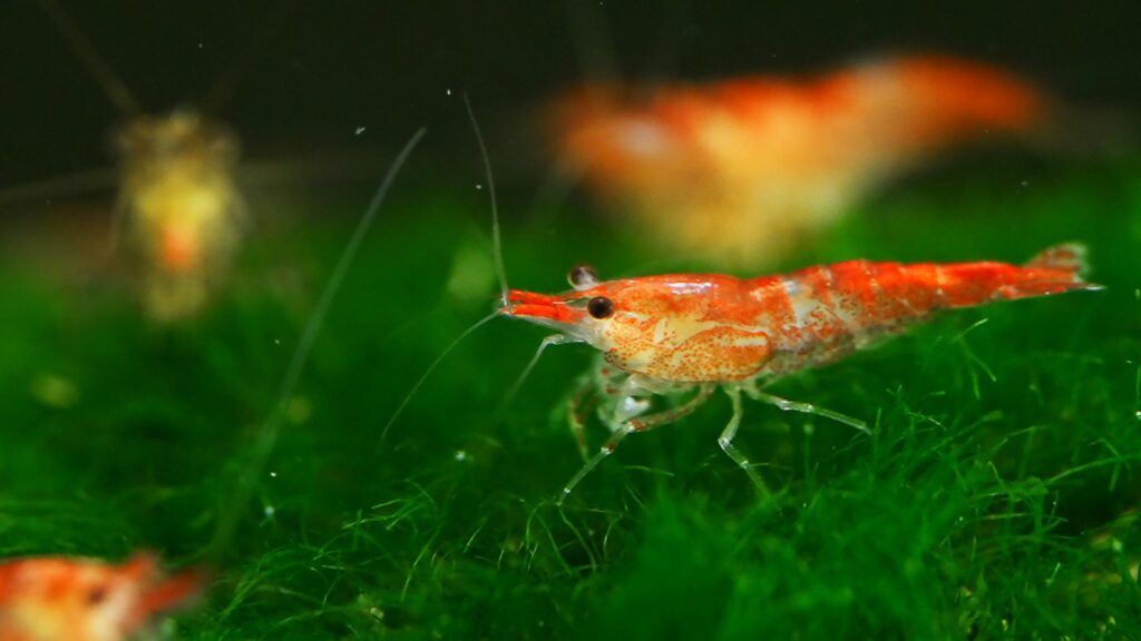 Shrimp can sleepwalk