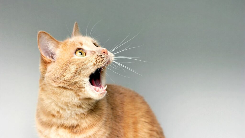 Cats have over 100 different vocalizations