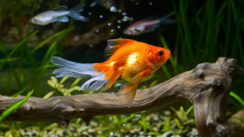 Goldfish have a three-second memory